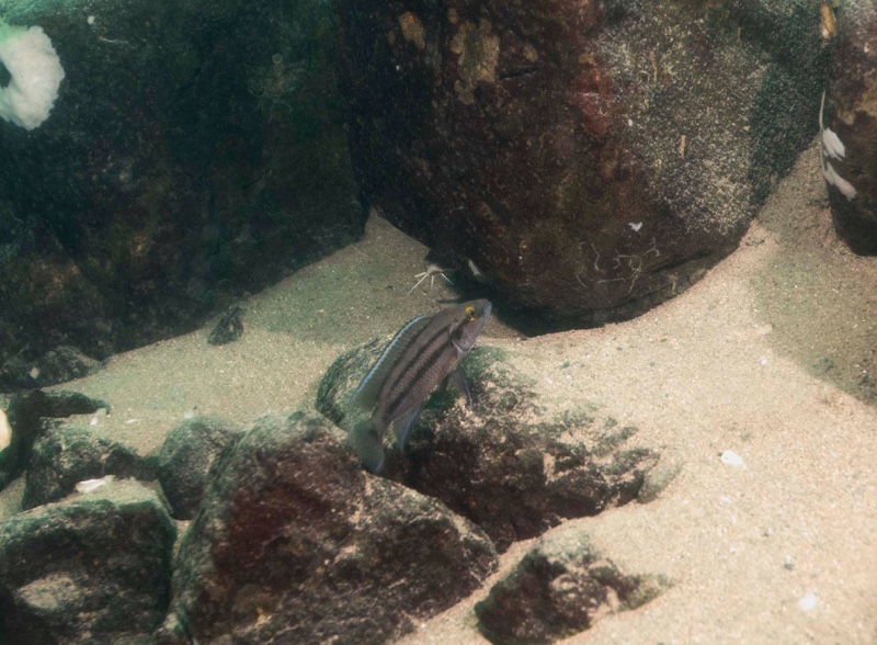 Neolamprologus bifasciatus 'Katete'